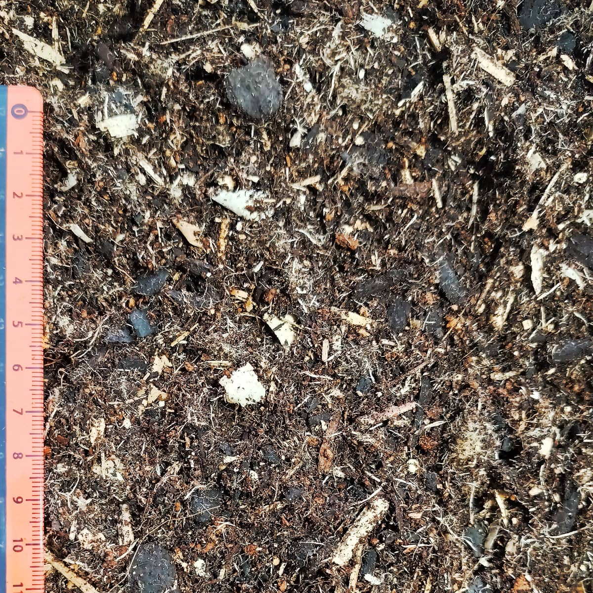 elvora Moorbeeterde – Bild 3