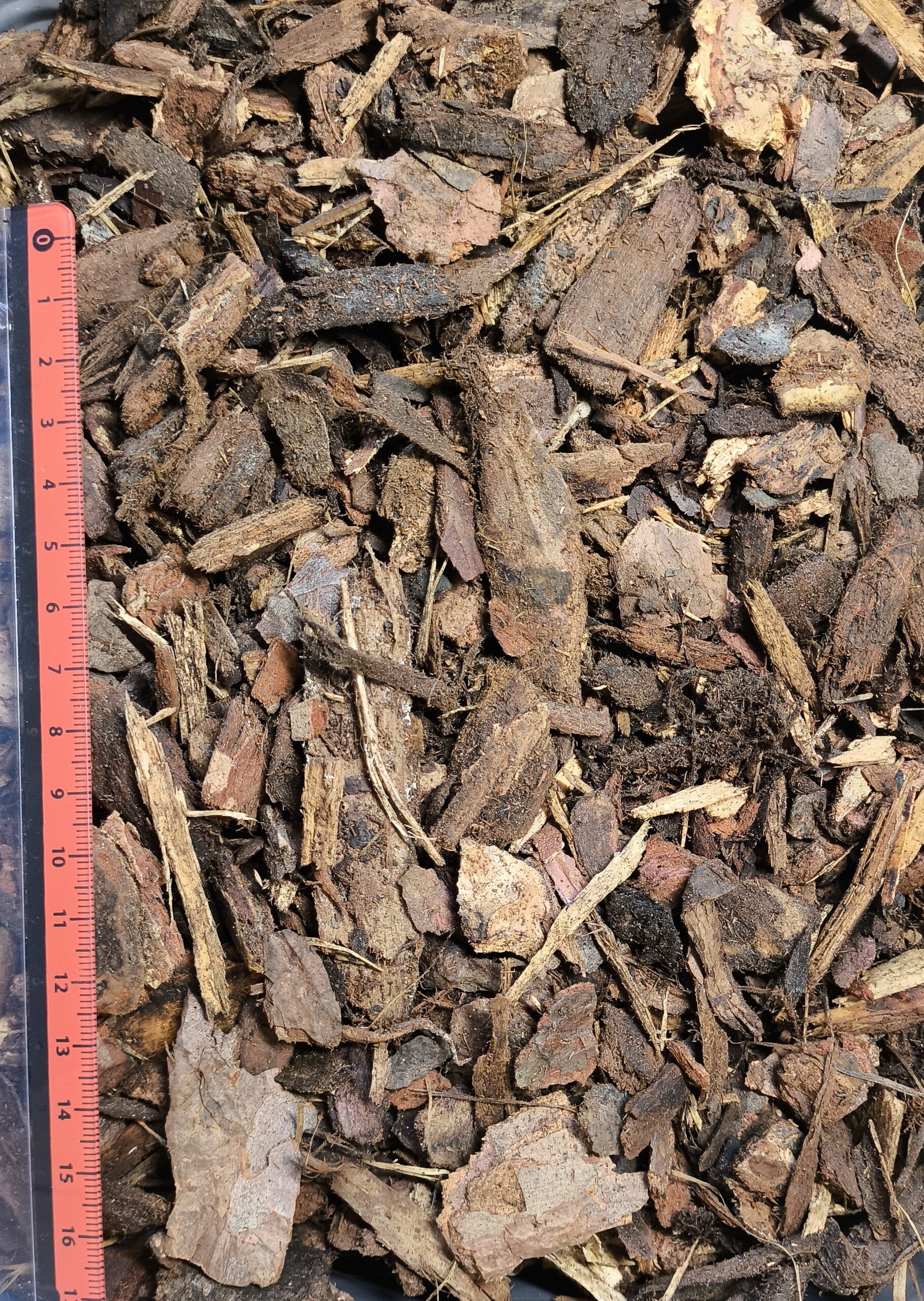 Kieferndekor – Bild 2